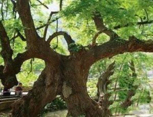 相思树的民间传说故事